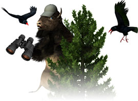 ap-moose-logo