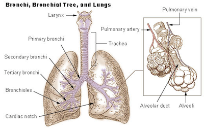 Biology Animal Respiration - Shmoop Biology