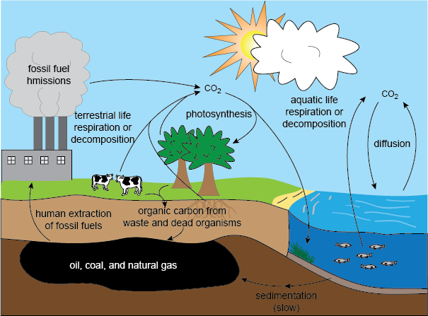 carbon-cycle-gvs-6th-grade-science