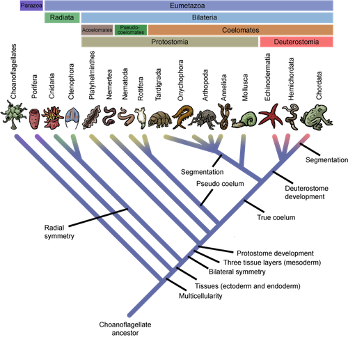 Biology Test Your Knowledge! - Shmoop Biology