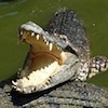 Chomp