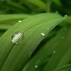 Grass