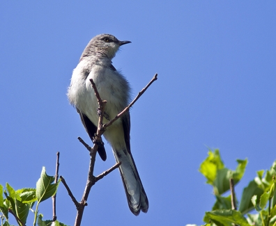 A Mockingbird
