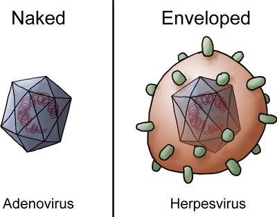 A schematic showing an icosahedral virus, with and without an envelope.