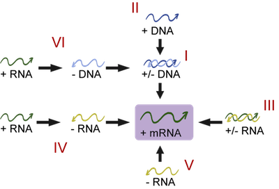 Biology Viral Genomes - Shmoop Biology