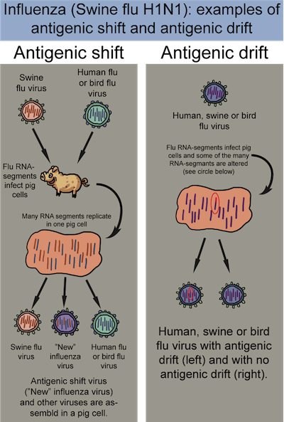 define antigenic drift vs antigenic shift