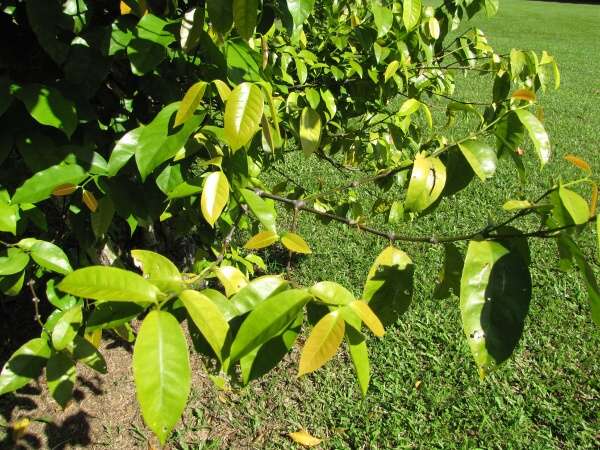 <i>Gnetum gnemon</i> at the Berlin Botanic Garden.