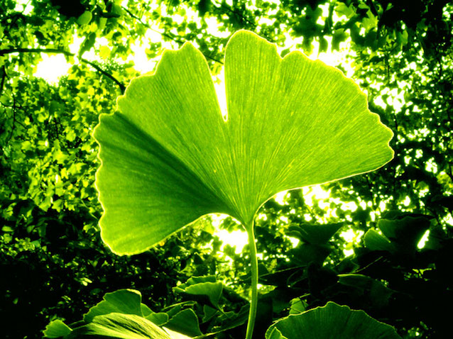 Ginkgo trees are easily recognizable by their fan-shaped leaves.