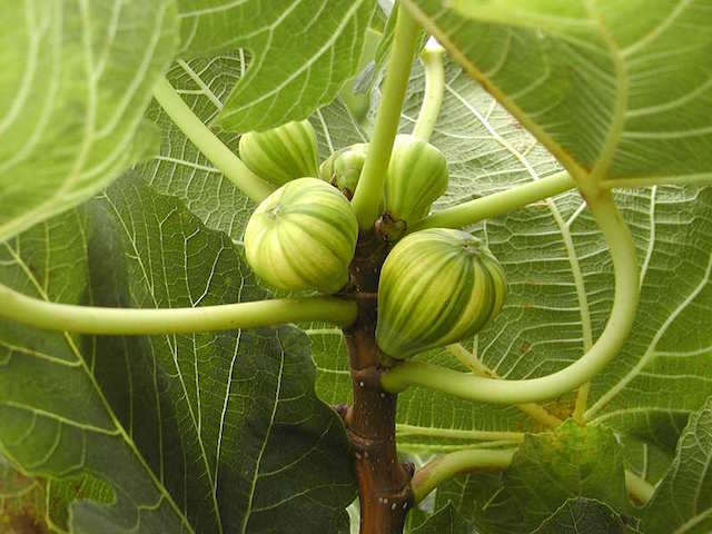 Developing fruits on a fig tree. Fig trees have very specific wasp pollinators that have evolved simultaneously with them.