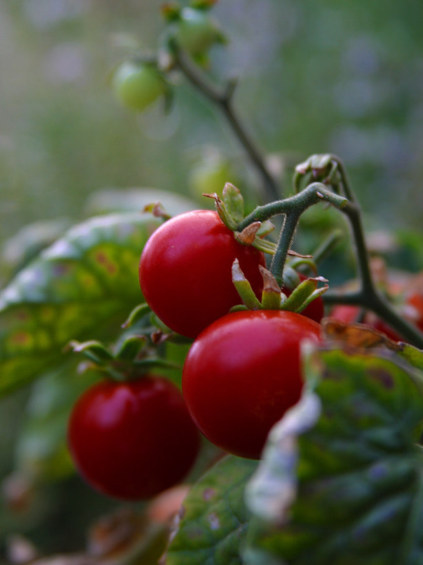 Tomatoes ripening on a plant.