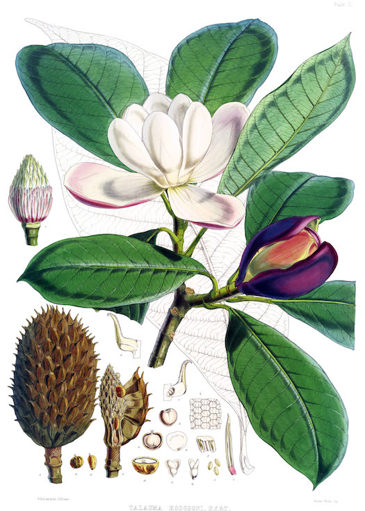 Illustration of a magnolia branch and seeds. 