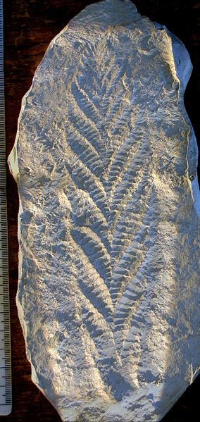 An imprint of the holotype of Charnia masoni.