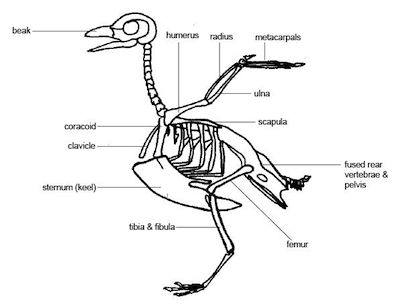 Biology Animal Movement - Shmoop Biology