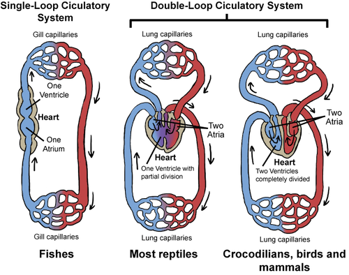 reptiles circulatory system