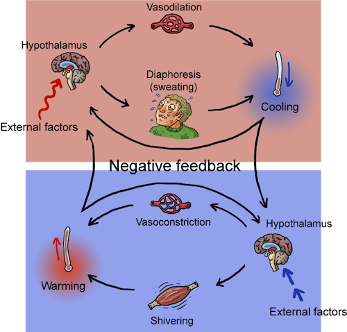 Biology Temperature Regulation - Shmoop Biology