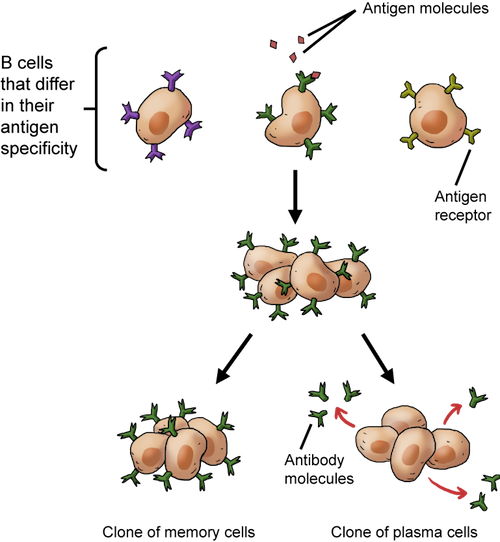 Biology The Immune System - Shmoop Biology