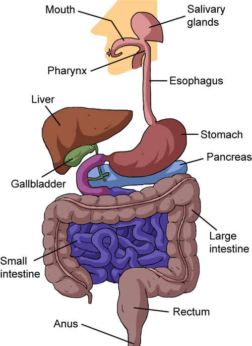 Biology From Food to Finish - Shmoop Biology