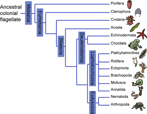 Chart Of Animal Phyla