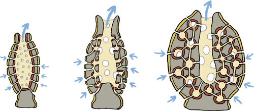 what cells move water through sponges