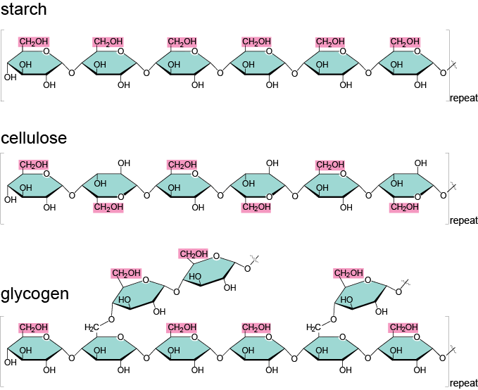 animal polysaccharide composed of glucose units