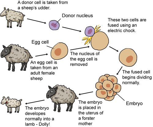 cloning process of dolly the sheep