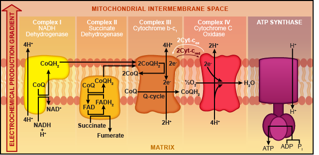 ”Diagram of the intermembrane space of the mitochondria showing the protein complexes embedded in the membrane.