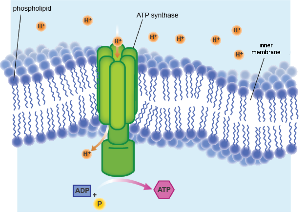 ”A depiction of ATP synthase creating a channel across the inner membrane