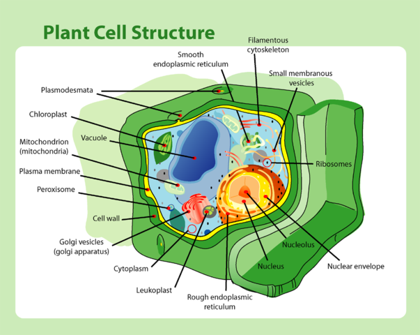 structures-only-in-plant-and-other-cells-shmoop