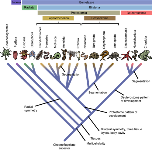 4 Eukaryotic Kingdoms Chart