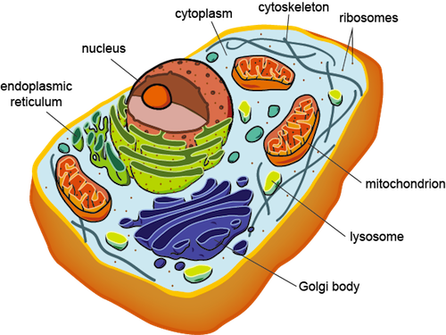 Biology Eukaryotic Cell Structure - Shmoop Biology