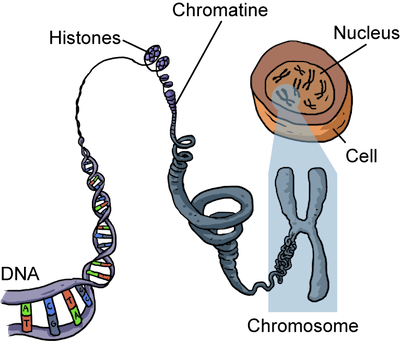 Biology Eukaryotic Cell Structure - Shmoop Biology