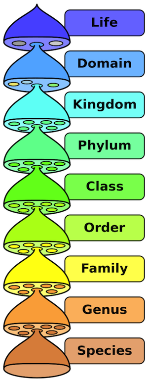 distinctions-of-the-five-kingdoms-kingdom-animalia-kingdom-animalia