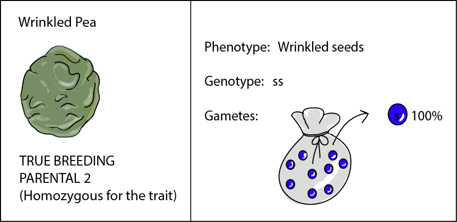 A Dihybrid Cross Involves The Crossing Of Just One Trait ...