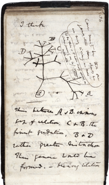 A photograph of a page from Darwin's notes.