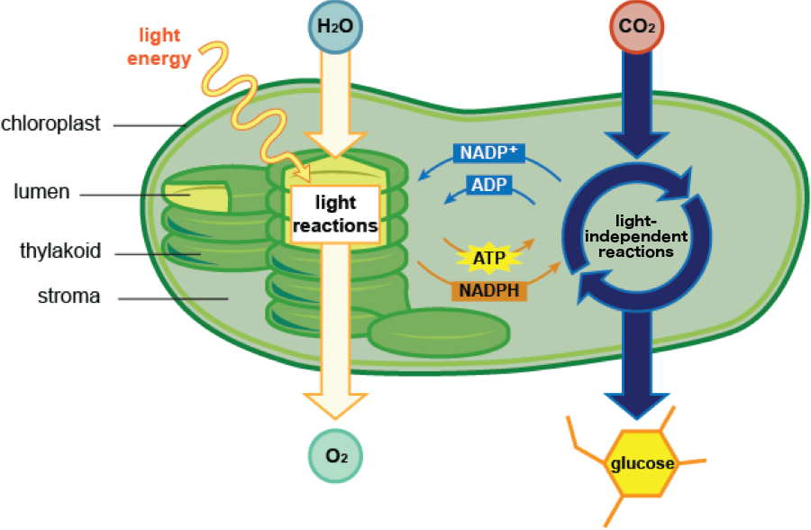 Photosynthesis Process In Chloroplast