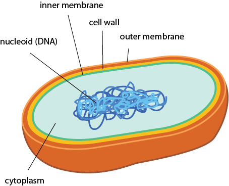 do prokaryotes have chaperone proteins