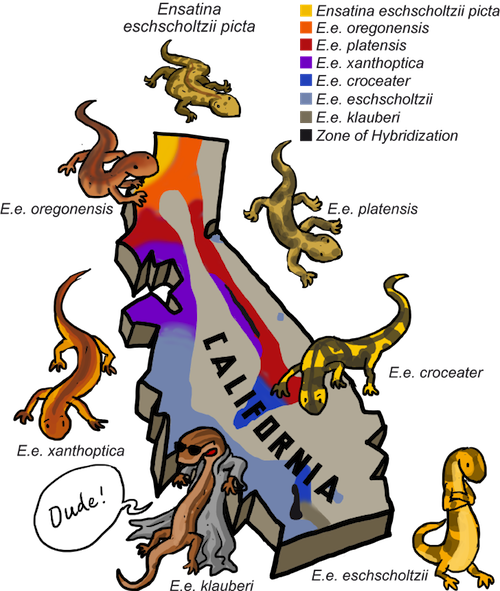 morphological species concept example of