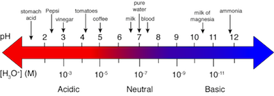 ph level of examples and their bases