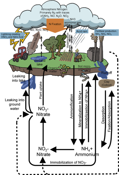 complex nitrogen cycle diagram