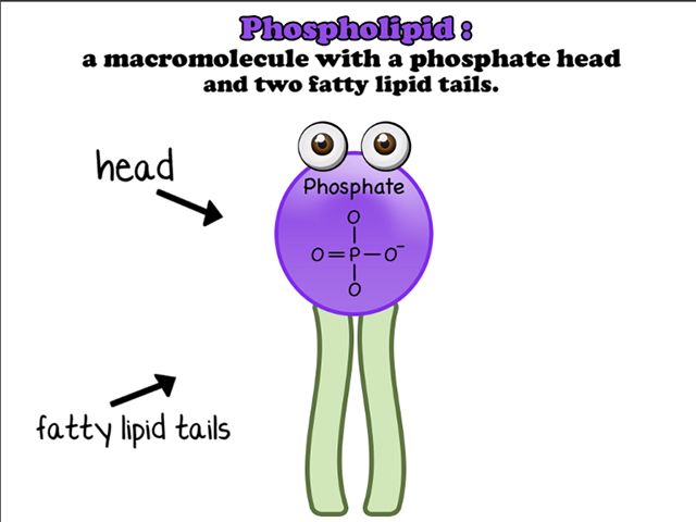 Featured image of post Cartoon Cell Membrane Transcribed image text from this question