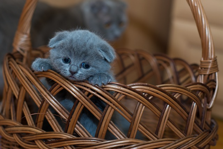 A kitten in a basket.