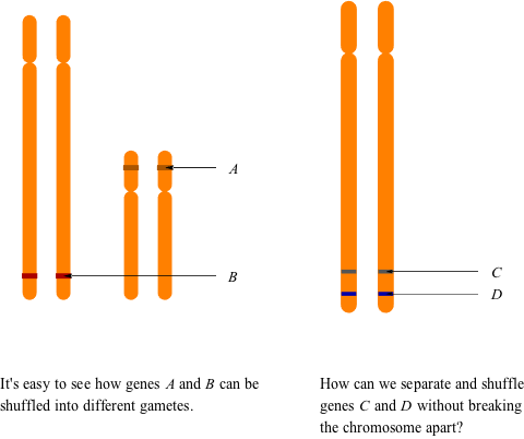 Biology Genetic Linkage - Shmoop Biology