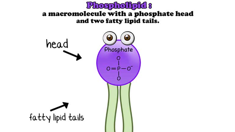 Is A Phospholipid A Polymer Science Explained Simply - 1qijg5b